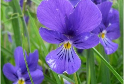 Violette des Sudètes