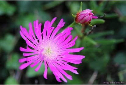 Madère - flore
