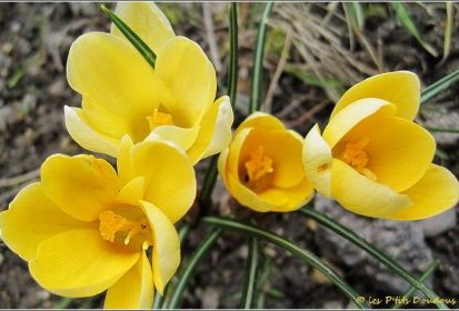 crocus