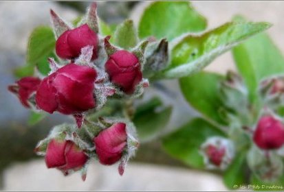 Pommier