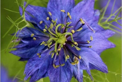Cheveux de Vénus (Nigelle de Damas)