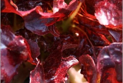 Salade " Feuille de chêne rouge grenadine"