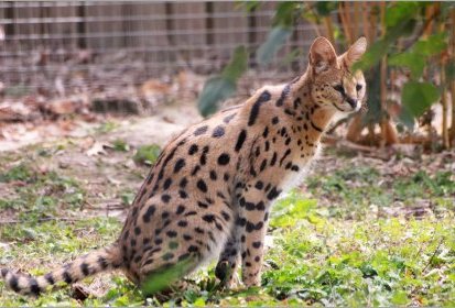 Serval