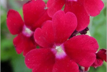 Verveine