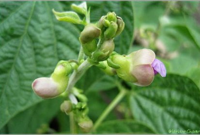 Fleurs de haricots