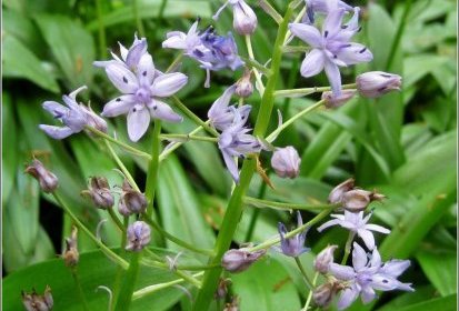 Scilla lilio-hyacinthus