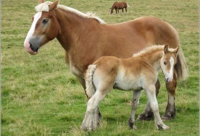 au détour des prairies des estives : chevaux,...