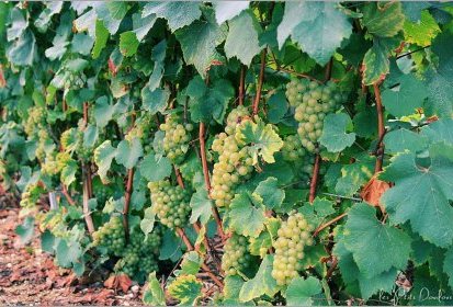 Vignes de Champagne
