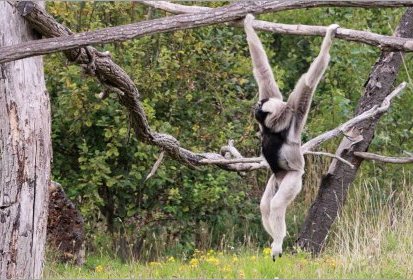 Gibbon à bonnet