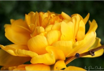 Tulipe