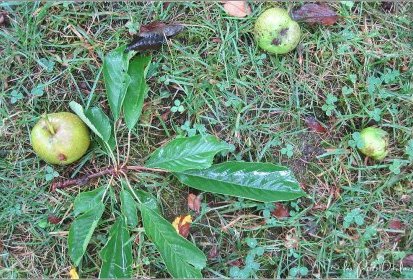 quelques pommes...