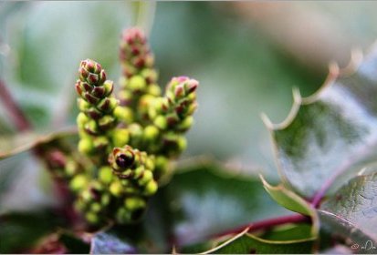 Mahonia à feuilles de houx