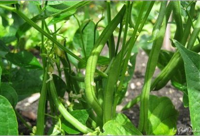 Haricots