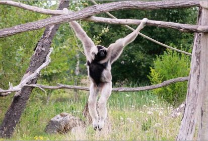 Gibbon à bonnet