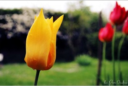 tulipes