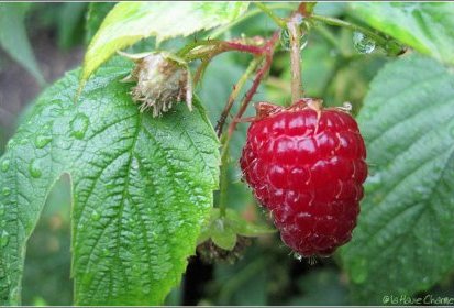 Framboises