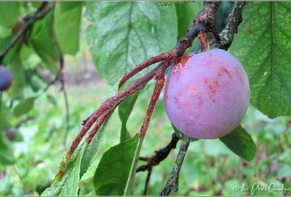 prune à hauteur d'homme...