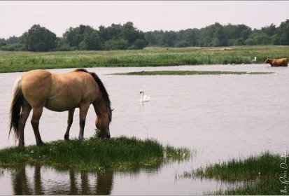 Entre terre et ciel : l'eau