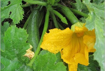 Courgette
