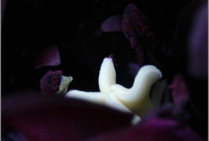 pistil blanc