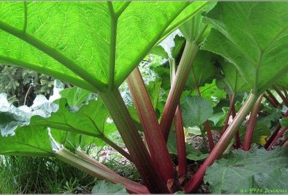 Rhubarbe