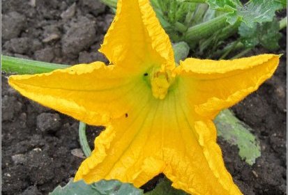 Fleur de courgette