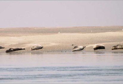 Entre le ciel et l'eau : le sable et les phoques