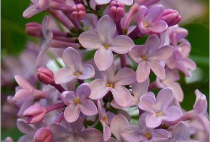 Lilas