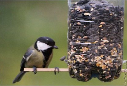 Mésange charbonnière
