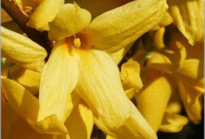 Forsythia