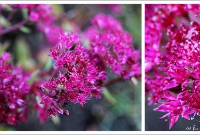 sedum