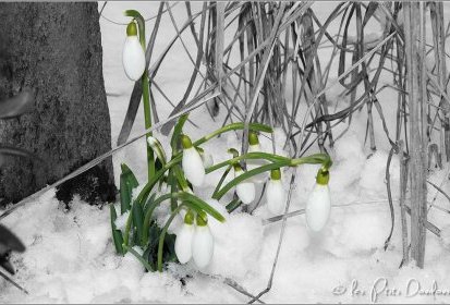 Perce-neige