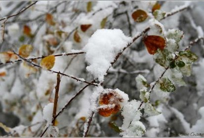 et quelques rares feuilles égarées.