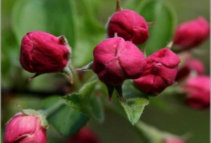 Fleurs de pommier à fleurs (malus everest)