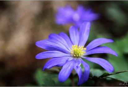 Bleues