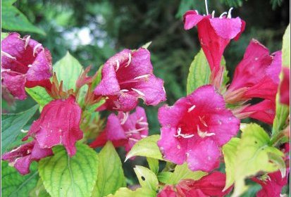 weigelia