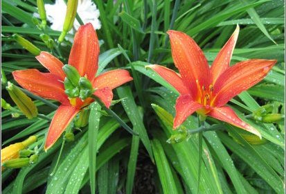 Jardin du 9 juin 2010