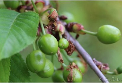Promesses de cerises...