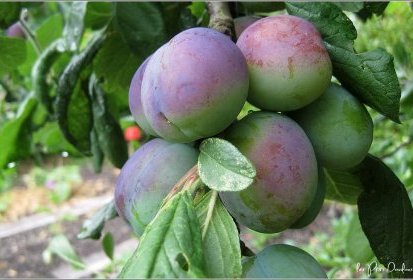 Prunes
