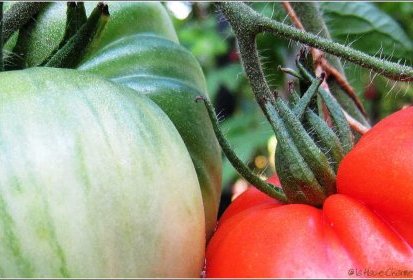 Tomates en vert & rouge