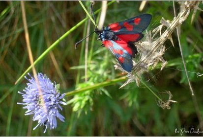 sur le Sentier des douaniers