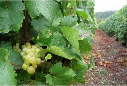 le Temps des vendanges