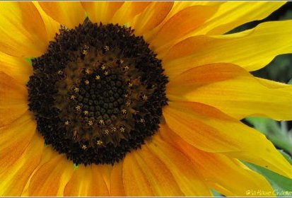 Tournesol