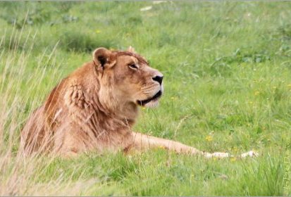Lion