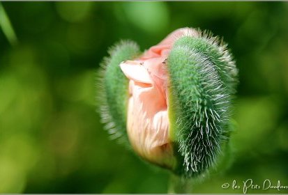 Pavot d'Orient