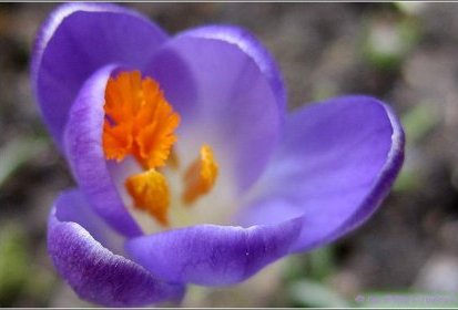 crocus