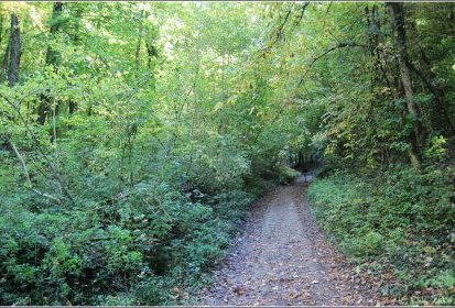 le long des chemins au coeur de la forêt