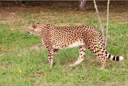 Guépard