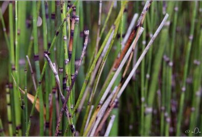 Equisetum hyemale