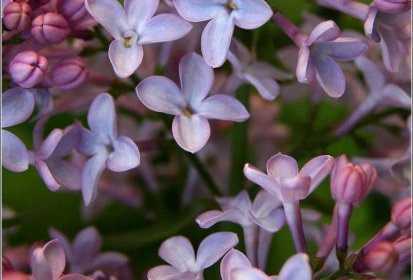 Lilas